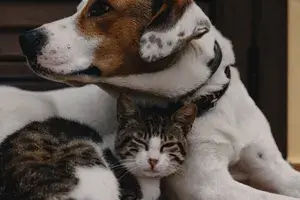 banner-pets-3
