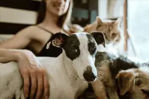 banner-pets-4