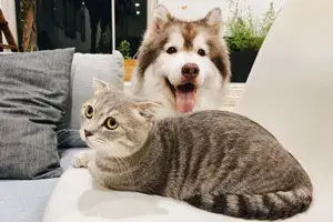 banner-pets-5